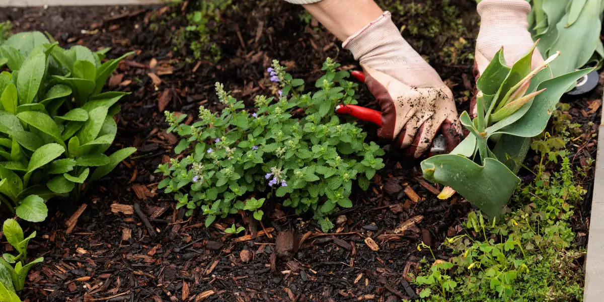 When AI and robots work together, Anthropic says these jobs are at risk. Should gardeners worry?