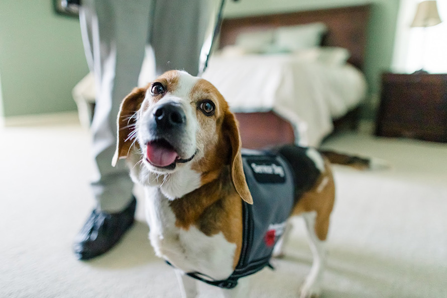 Detection Dogs in Pest Control: How Bed Bug and Termite Dogs Work, and Why Logging Accuracy Matters