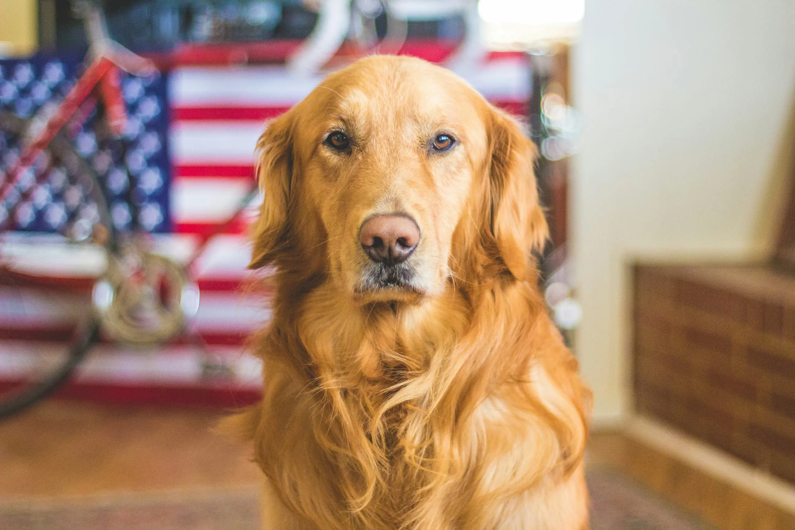 Using Data to Improve Your Service Dog's Training: Tracking Progress with DogBase