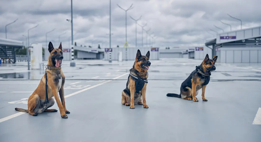 Working Dogs in Bio-Detection: The Emerging Market of Detection Dogs