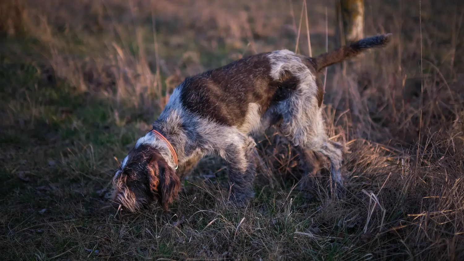 Tracking Dog Training: How to Build on a Dog's Natural Scent Instinct