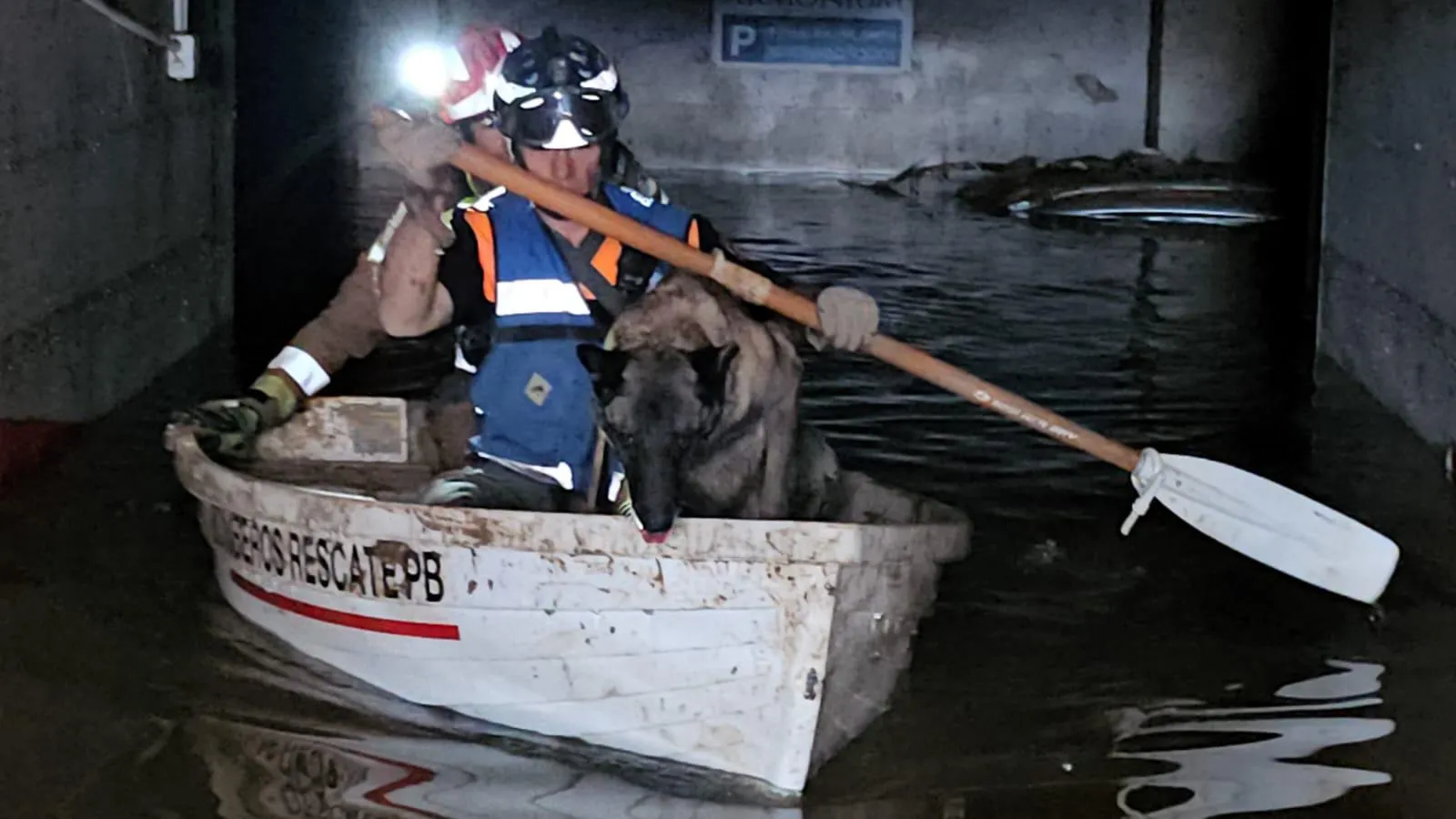 In the Wake of Spain’s Devastating Floods: A Behind-the-Scenes Look at Search and Rescue with K9 Heroes