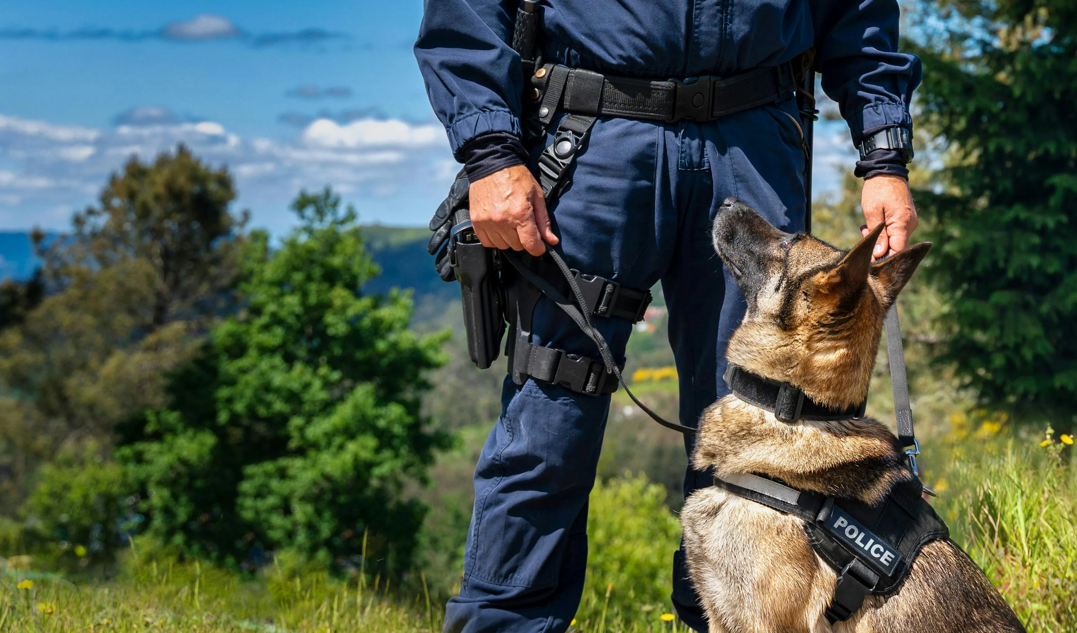 SAR vs. Police K9s: Key Differences in Training and Deployment