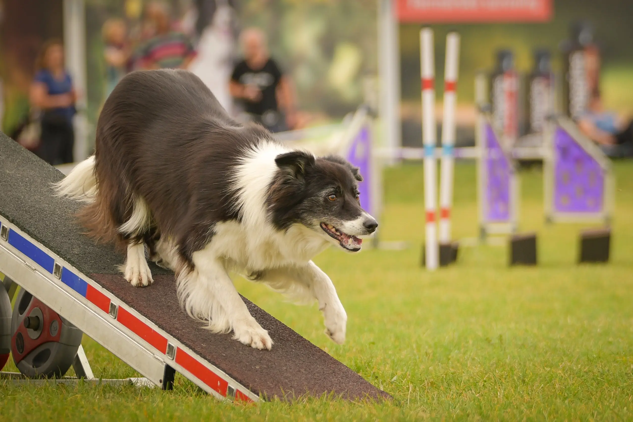 The Benefits of Dog Sports for K9 Units: Enhancing Training and Performance