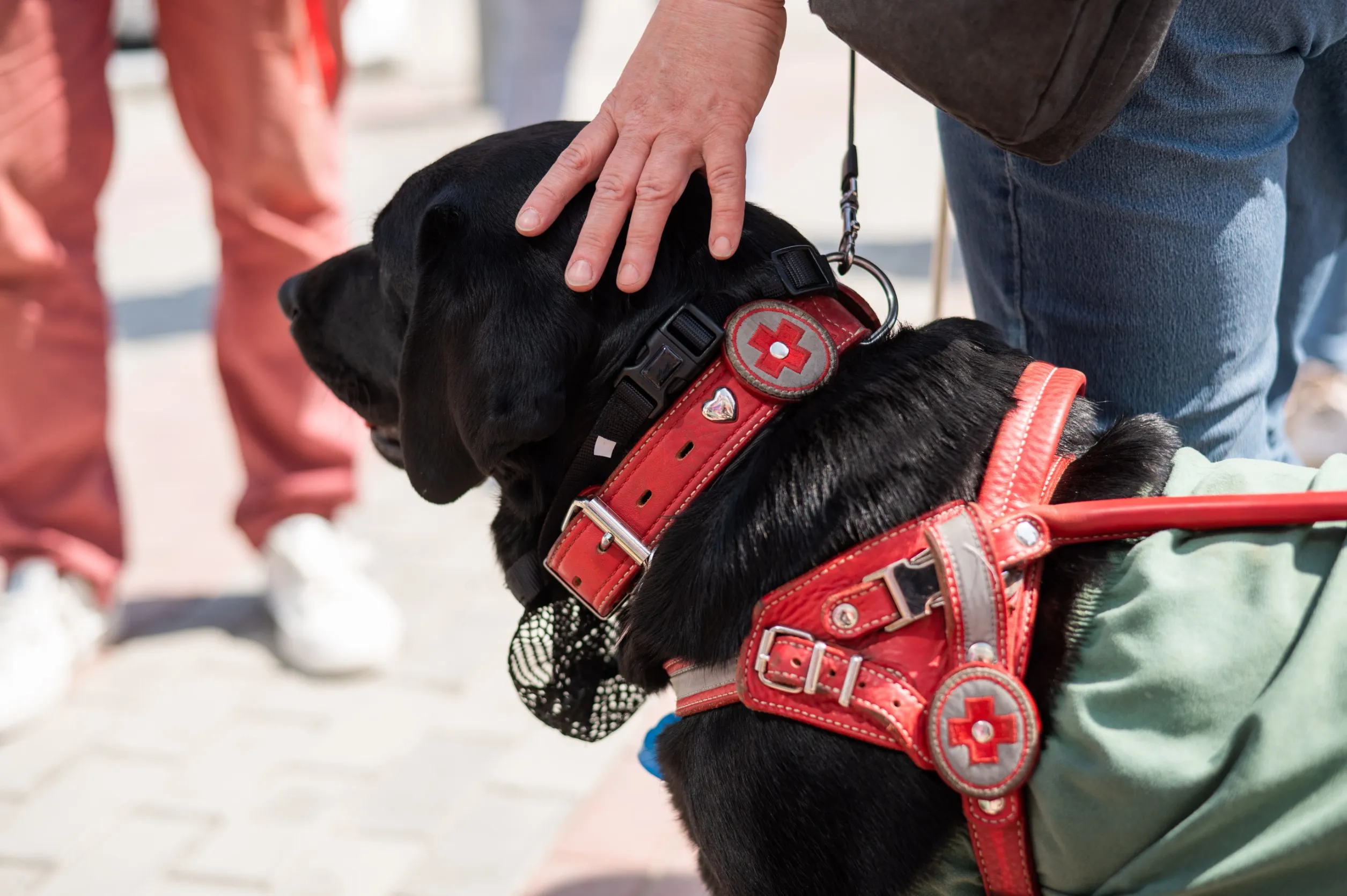 Unleashing the Power of Data: Transforming the Service Dog Industry with AI