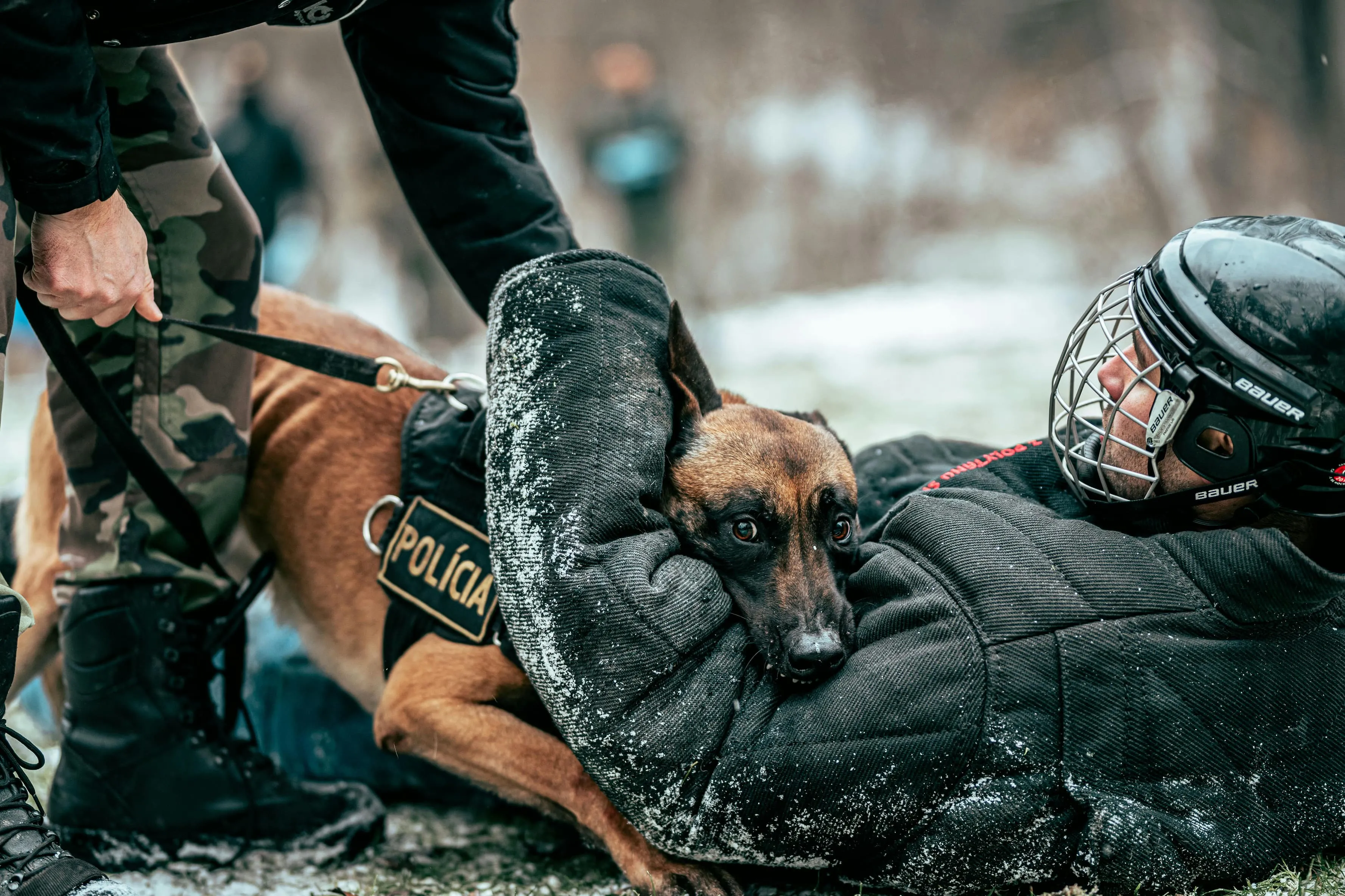 The Science of Bite Strength: How Protection Dogs Develop Power