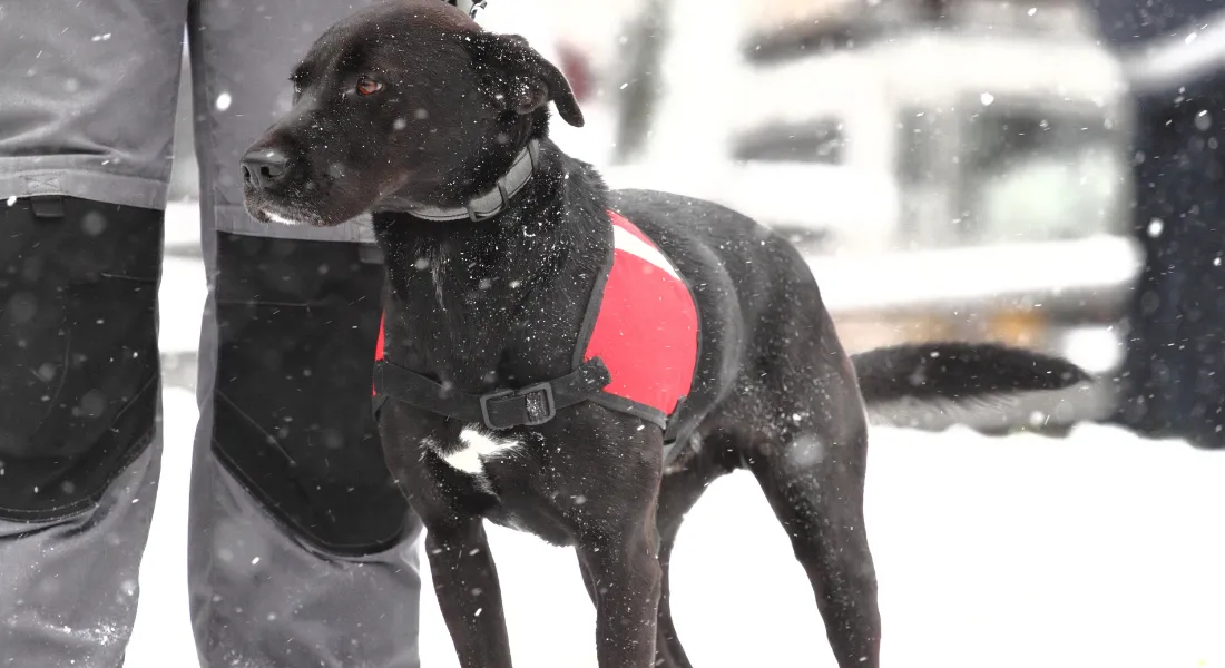 SAR Insights: How Teams, K9s, and Budgets Affect SAR Success Rate