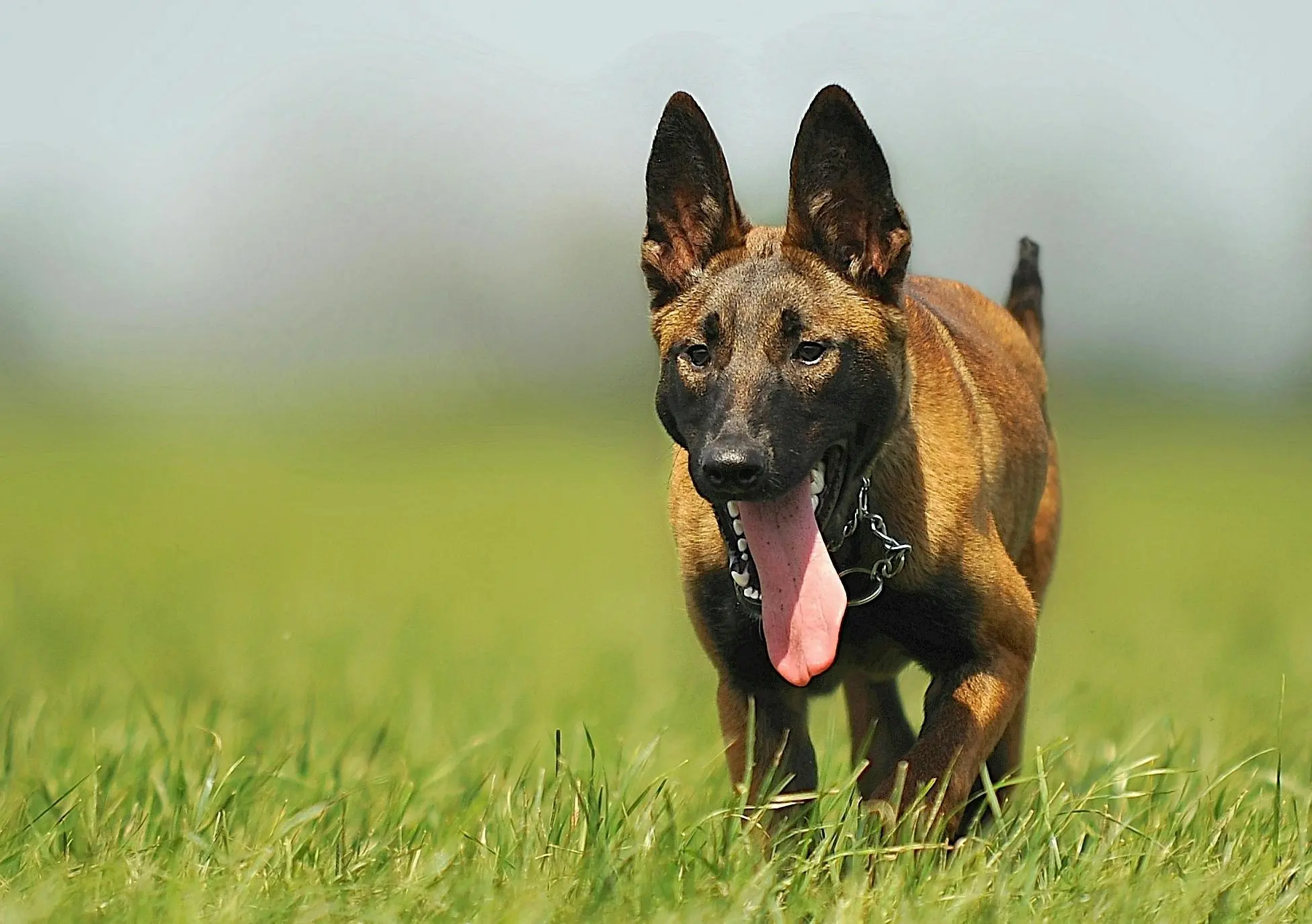 Working Dog Temperature Chart: What Every Reading Means and What to Do