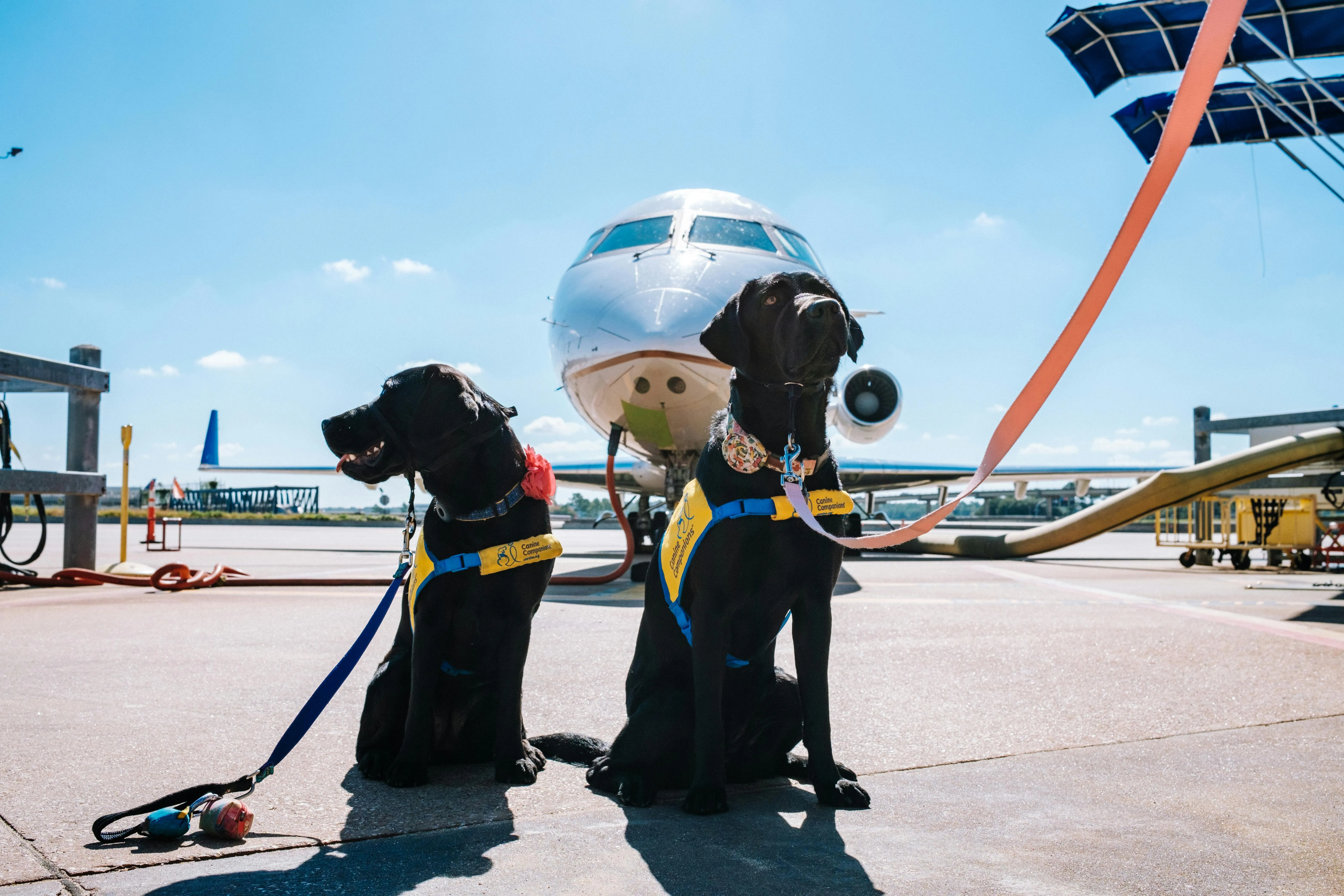 The Essential Guide to Multi-Tasking Service Dogs: Mobility, PTSD, and More