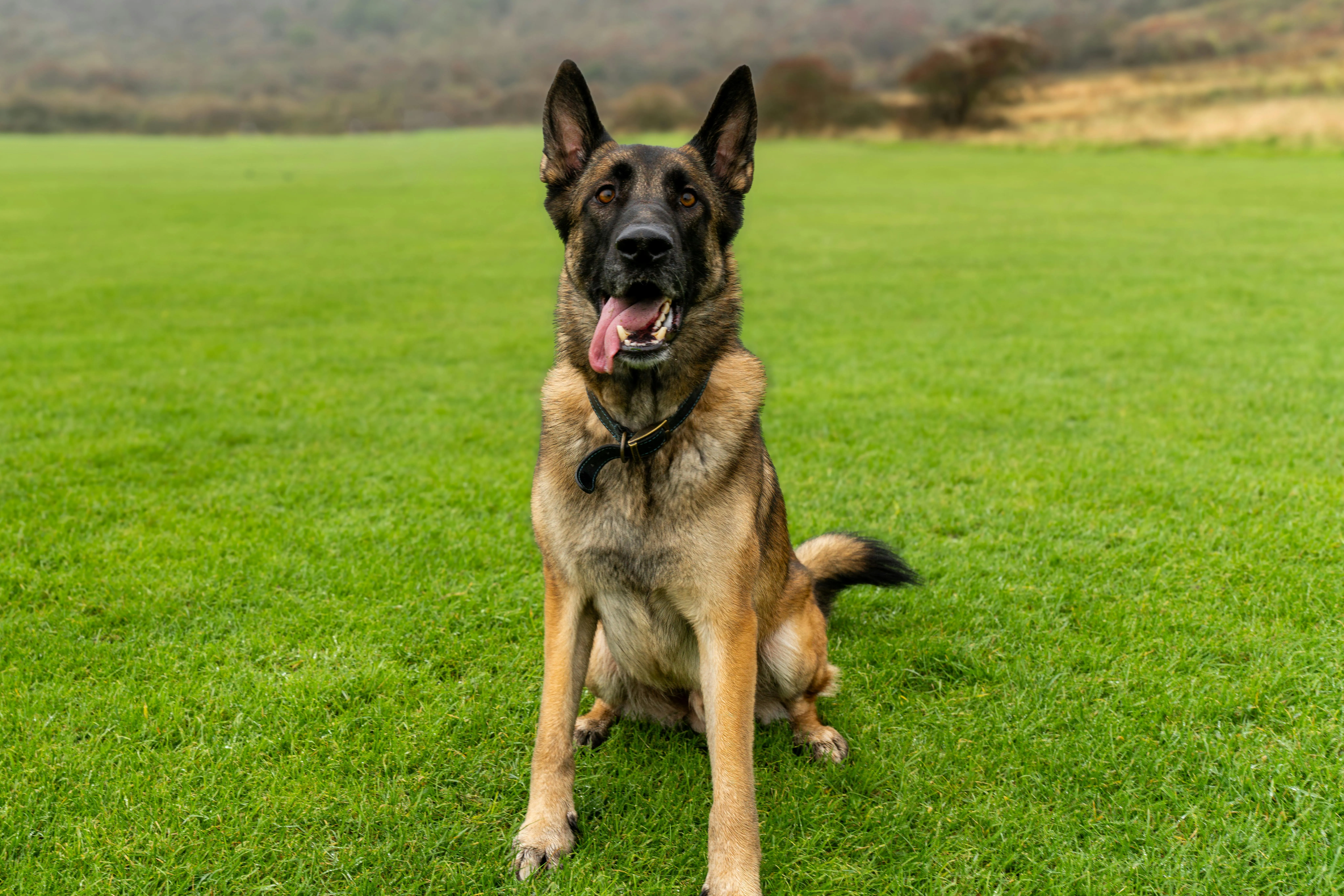 The Role of Working Dogs in Explosives Detection: Training and Beyond