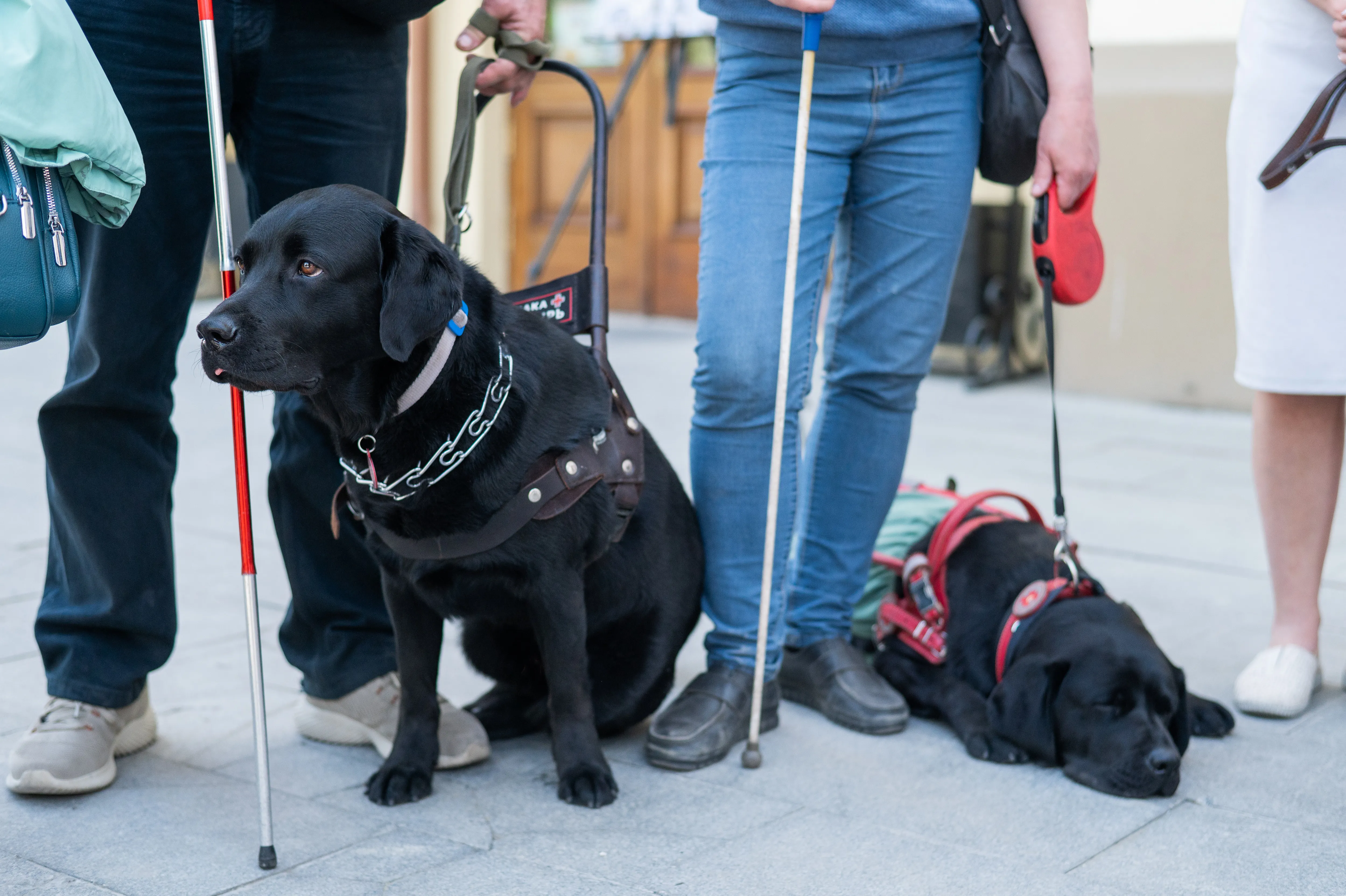 Service Dog Training Breakdown: How Long and What’s Involved?