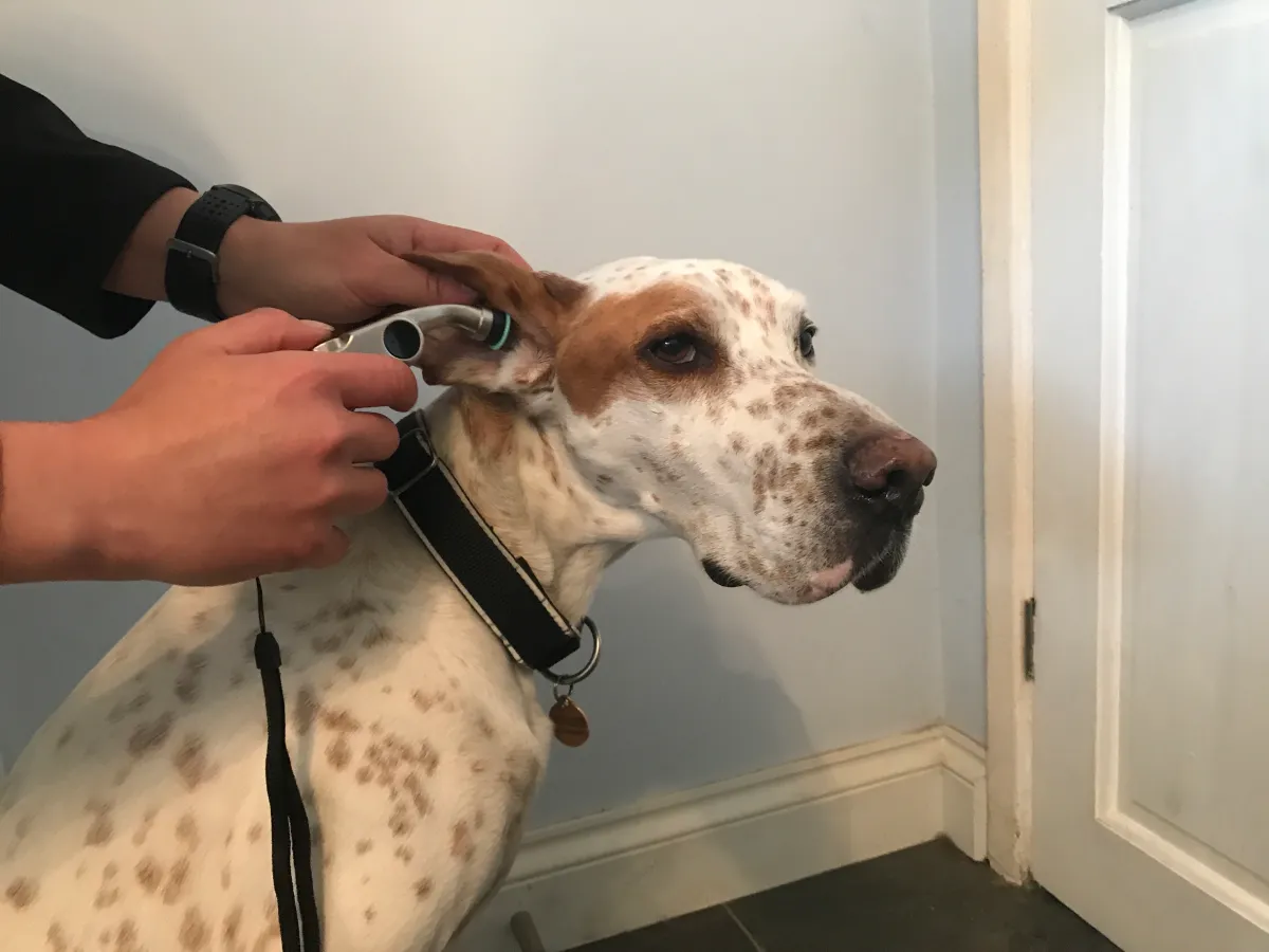Body Temperature Tracking for Working Dogs: Why Heat Records Belong in the Health Center