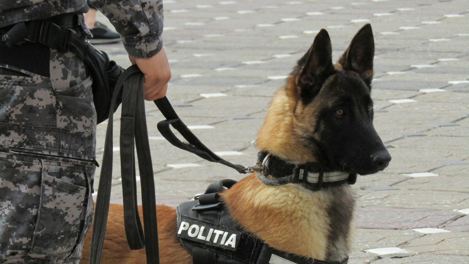 The Handler-Dog Bond in Operational Contexts: What the Research Shows