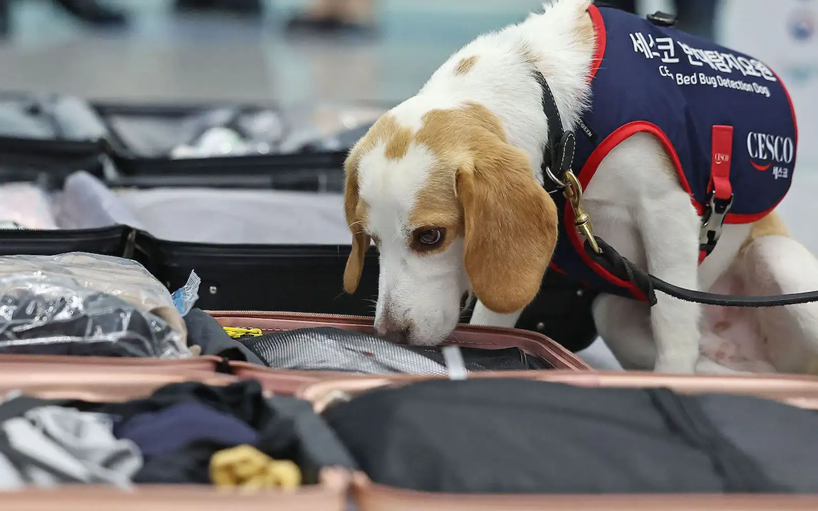 The Future of Bed Bug Detection Dogs: Trends in Training, Technology, and Industry Insights