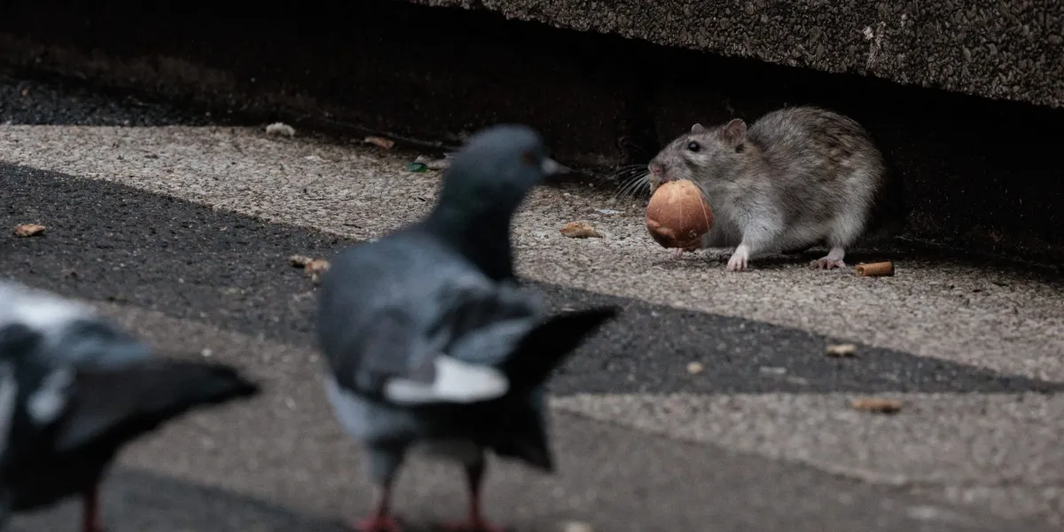 The GOP billionaire behind the biggest political gift in U.S. history could be sued for allegedly fueling a Chicago rat infestation