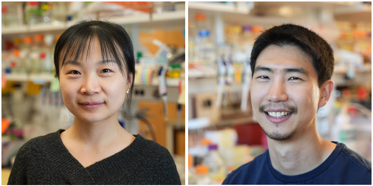 Institute led by UW Nobel winner uses AI to build molecular scissors targeting disease proteins