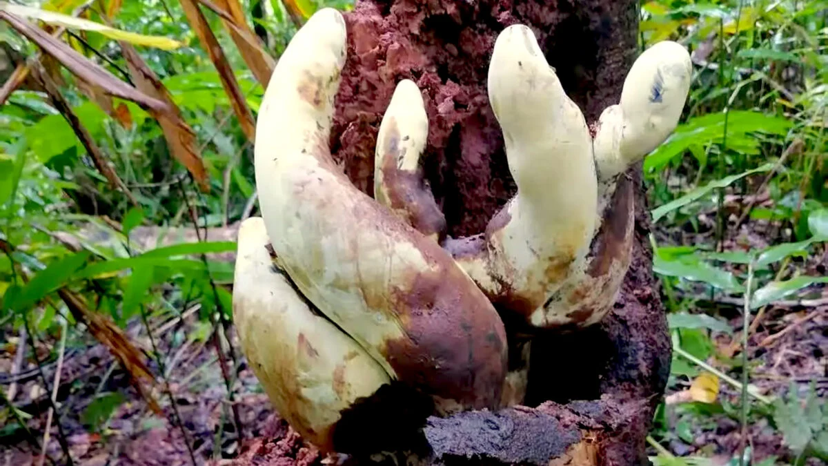 Meet ‘D. Rex,’ the Monster Fungus Born in the Wake of the Dinosaur Apocalypse