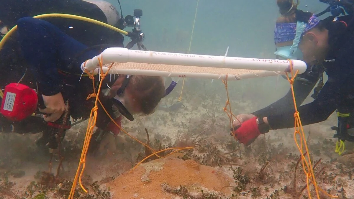 Scientists Invent Underwater Umbrellas to Protect Coral Reefs—and It Appears to Be Working