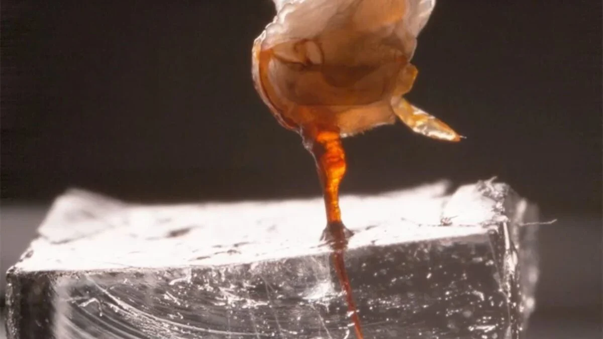 Watch a Bee’s Stinger Keep Pumping Venom After the Bee Is Gone