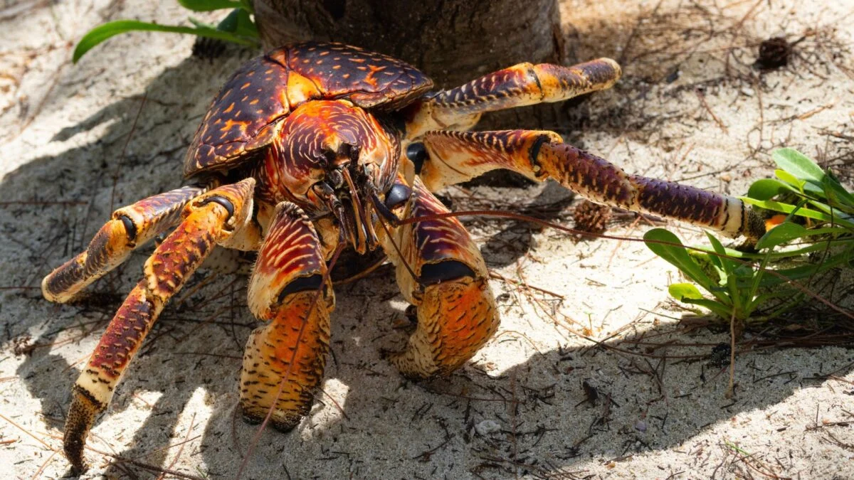 Giant, Meat-Eating Crabs Are the Latest Obstacle in the Search for Amelia Earhart’s Plane
