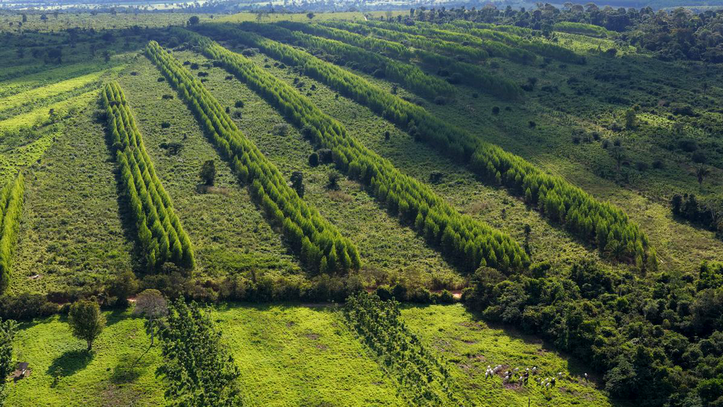 We’re supporting nature restoration through sustainable farming in Brazil.
