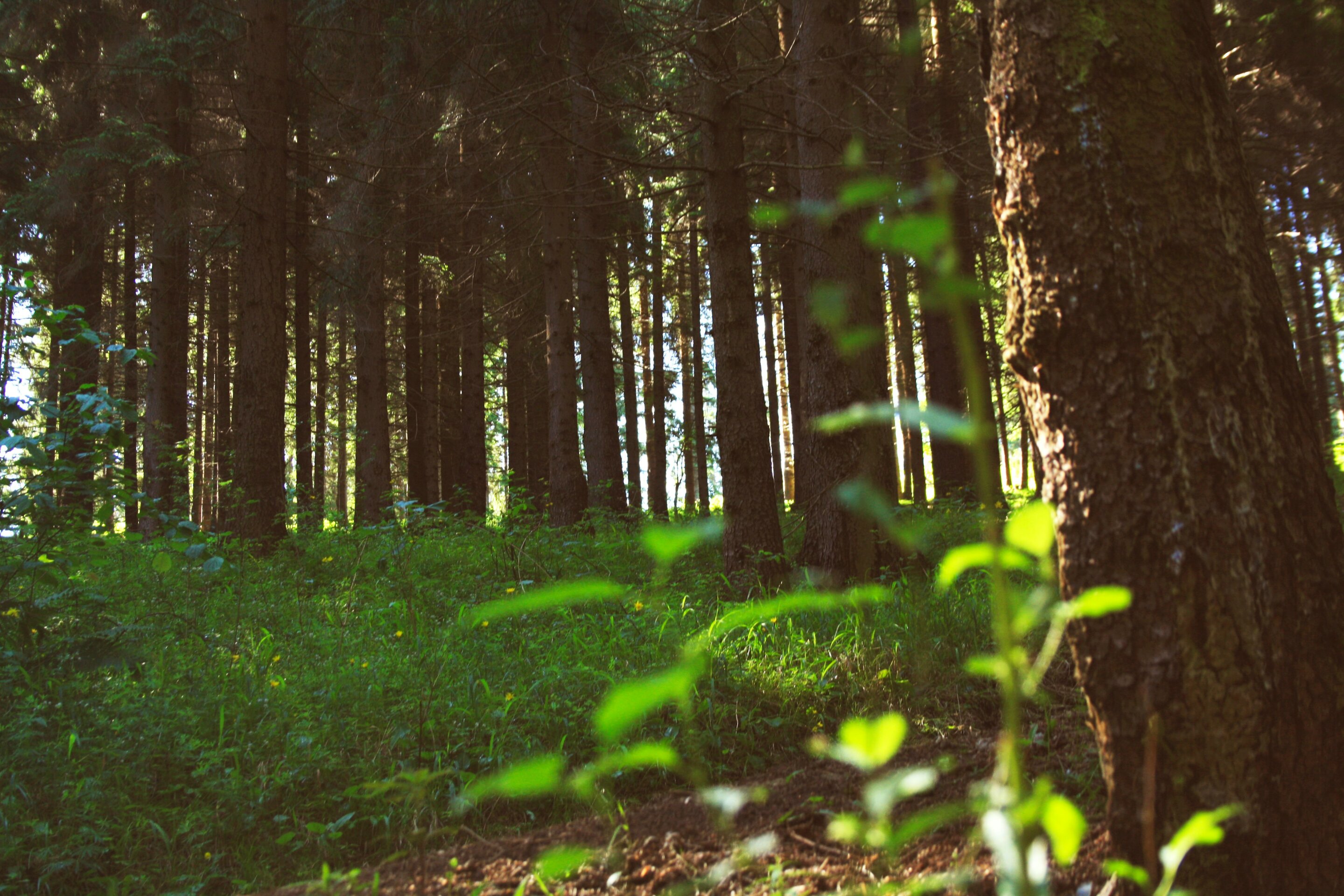 Nature's capacity to 'bounce back' when species are lost is vastly overestimated
