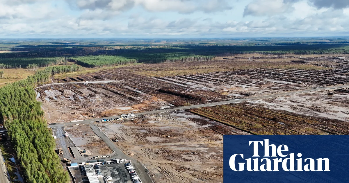 Google is illegaly cutting forest to build data centers