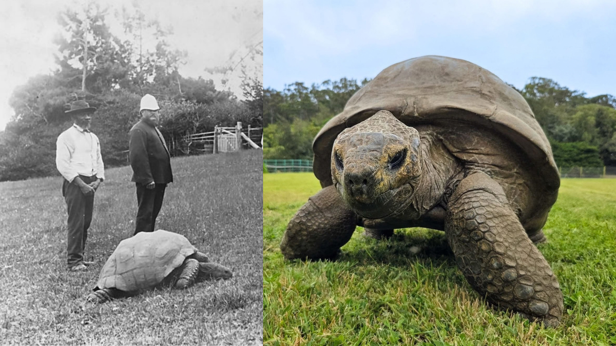 'Jonathan' is the oldest land animal on Earth