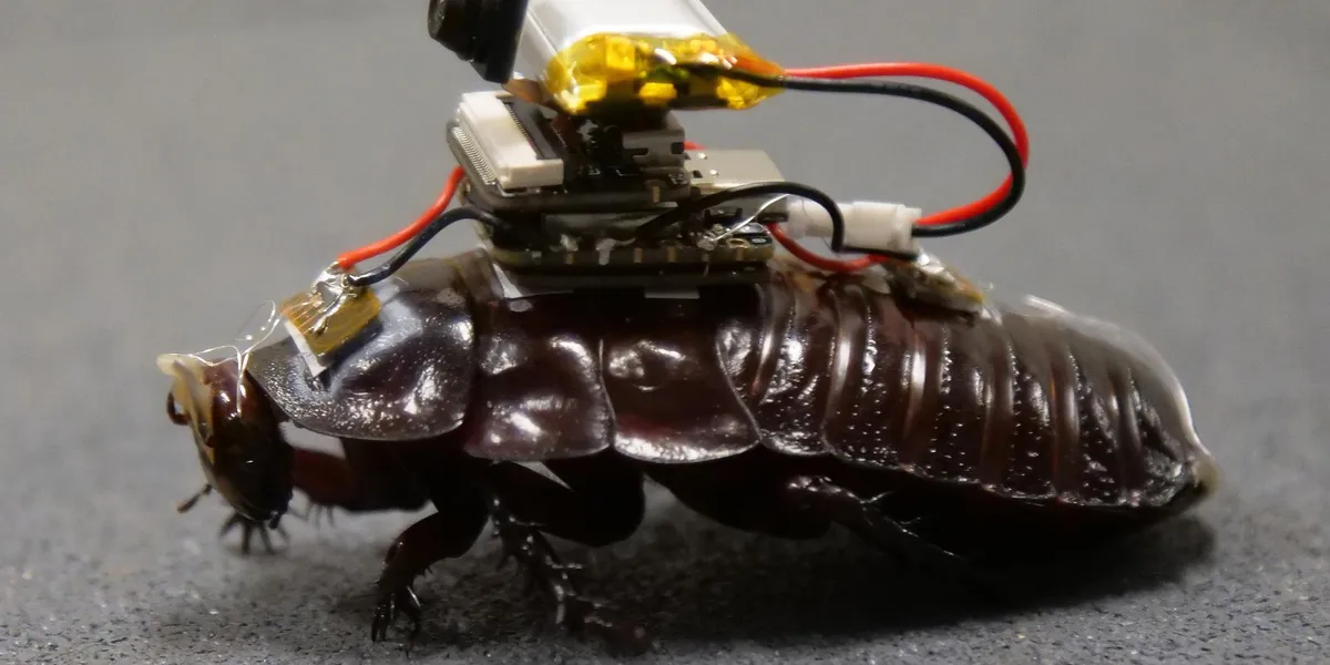 Cyborg Roaches Can Stab You With Needles