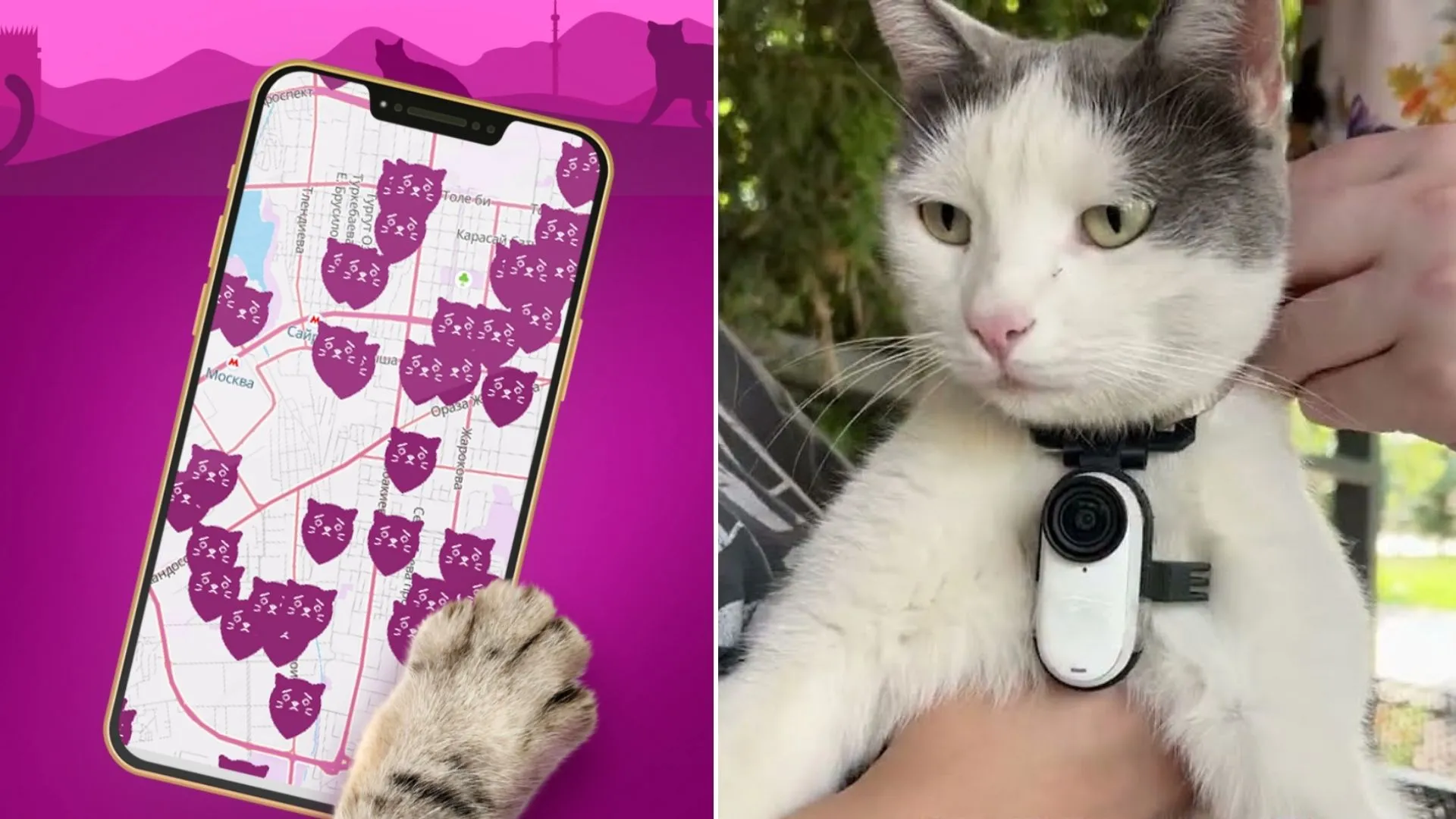 Machine learning powered cat search network helps find missing pets