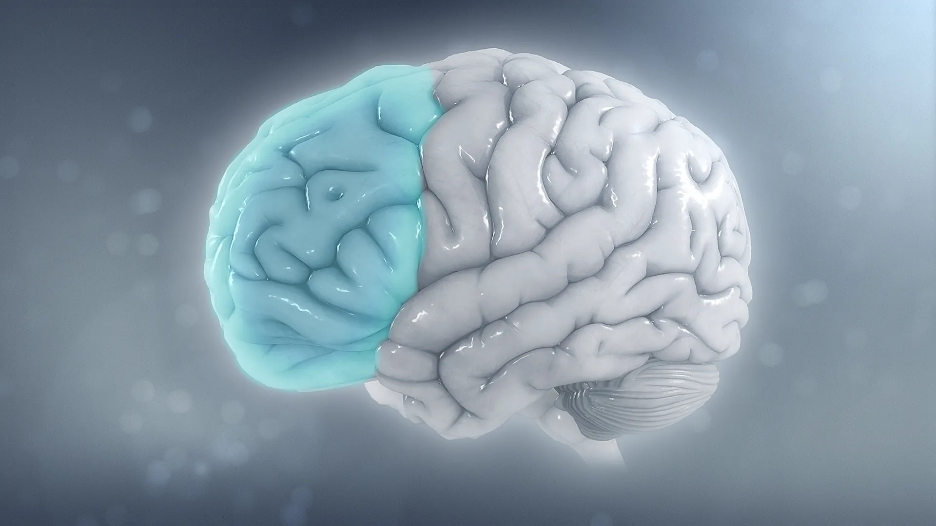 Small brain structure prepares for sights and touch before they occur, research shows