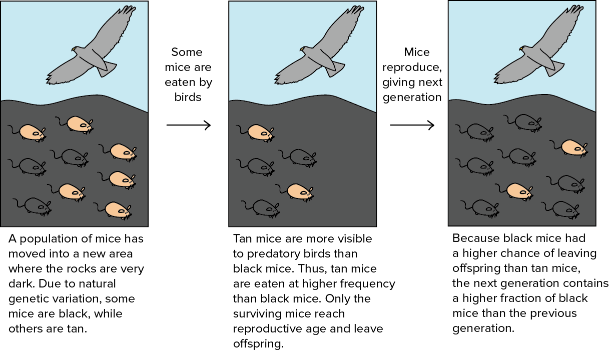 Evolution Strategies