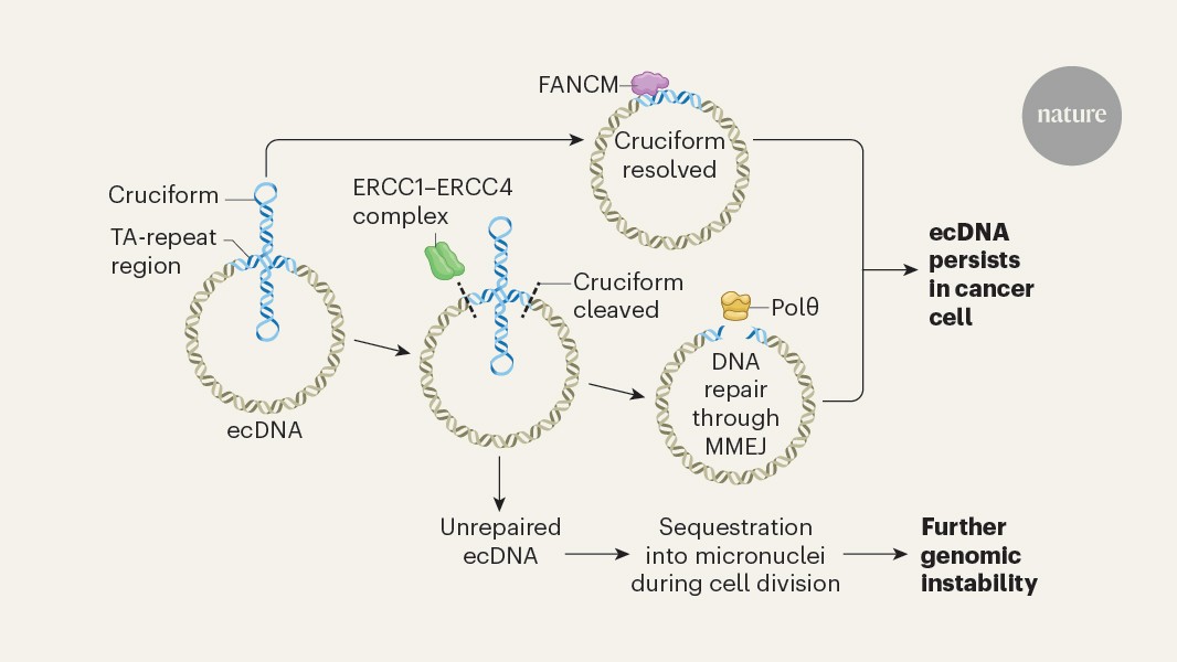 Circular DNA exposes a weakness in cancer cells