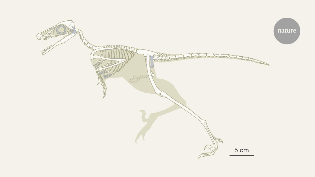 Some Jurassic period birds were flightless