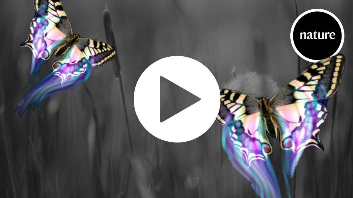 This is why butterflies are so hard to catch