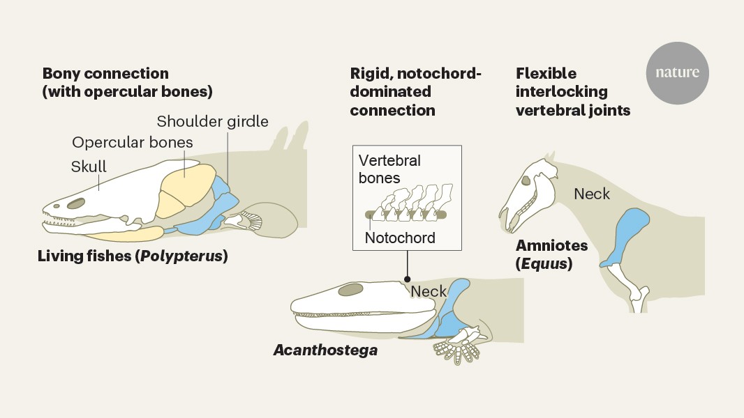 How early tetrapods got their neck