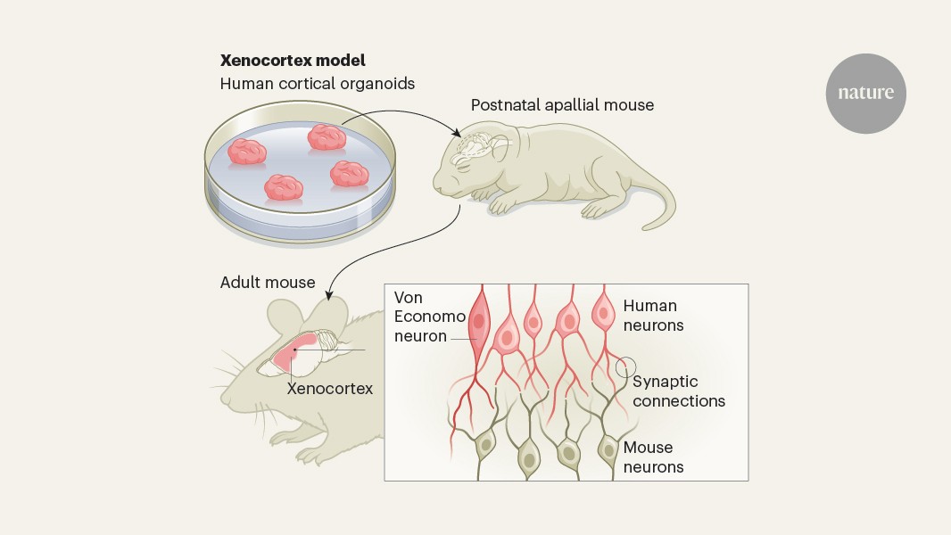 Brain organoids grafted into cortex-free mice will advance human brain research