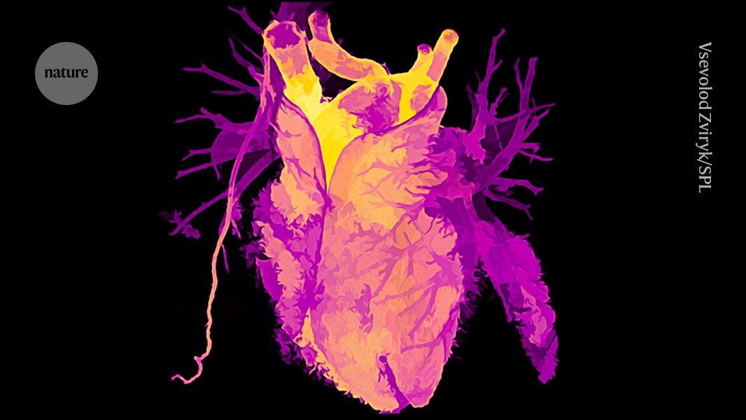 Old hearts age backwards: transplanted organs adjust to host’s biological age