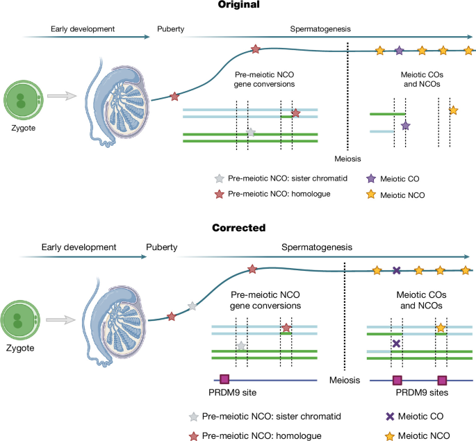Author Correction: Long-read sequencing reveals pre-meiotic gene conversion in sperm