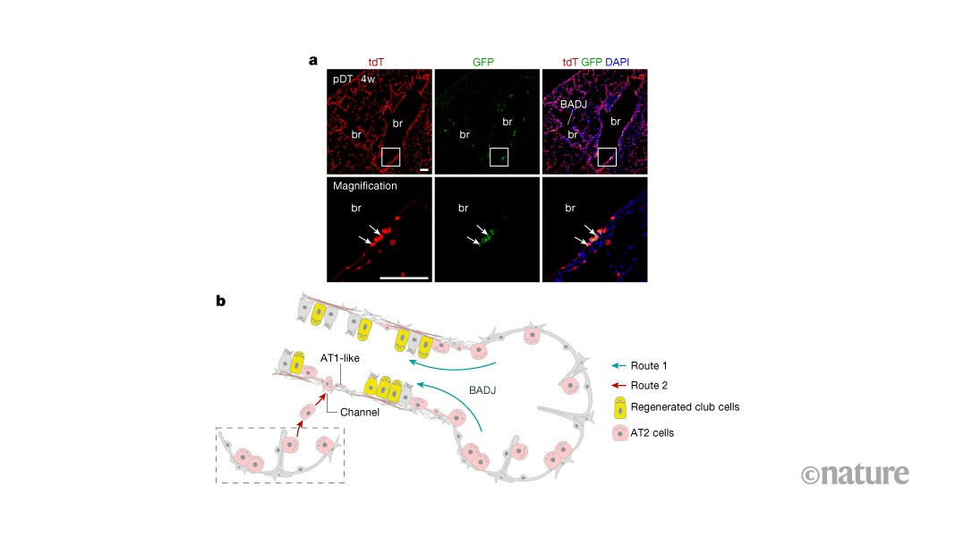 Alveolar stem cells go beyond making gas-exchange cells to repair damaged airways