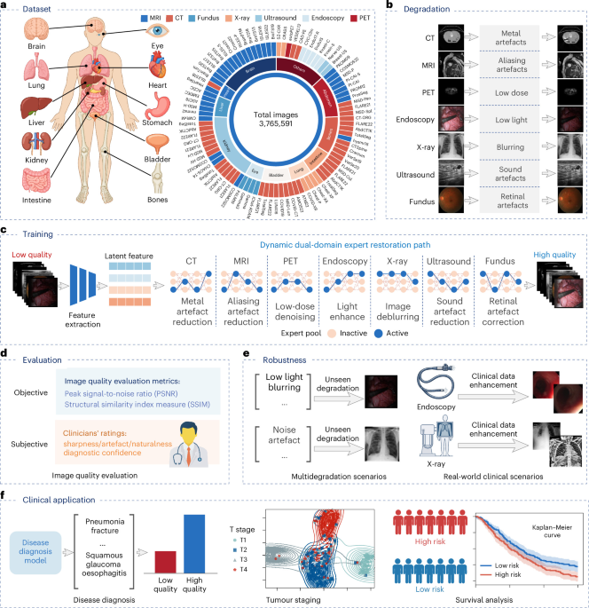 An all-in-one foundation model for multimodal medical image restoration and enhancement