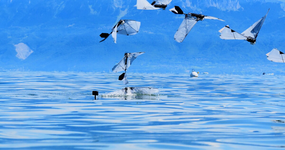 First bird-scale robot to swim, dive, and launch back into flight