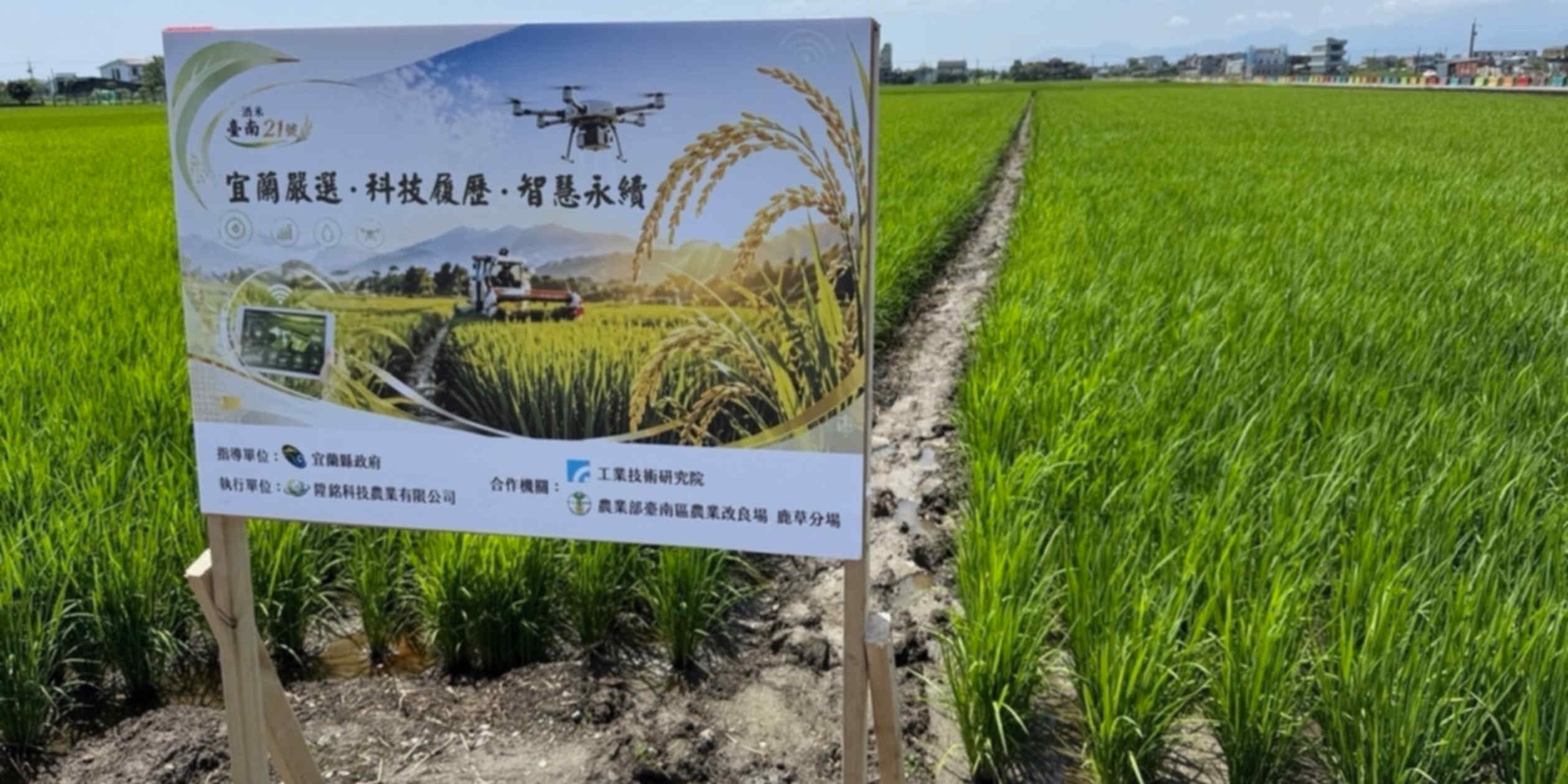 Taiwan rice returns home as high-end Japanese sake