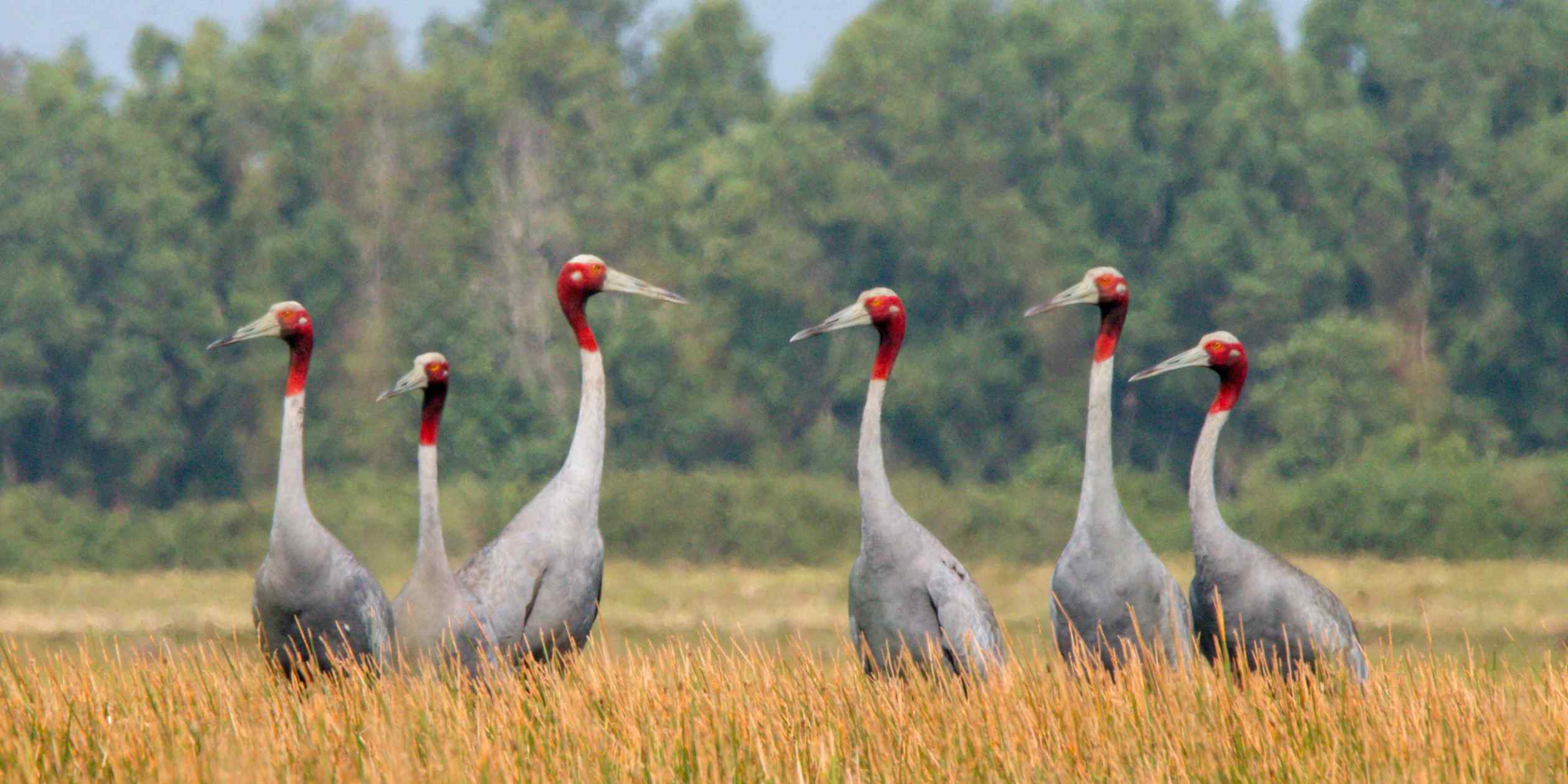 Cambodian rice farmers help to conserve threatened cranes