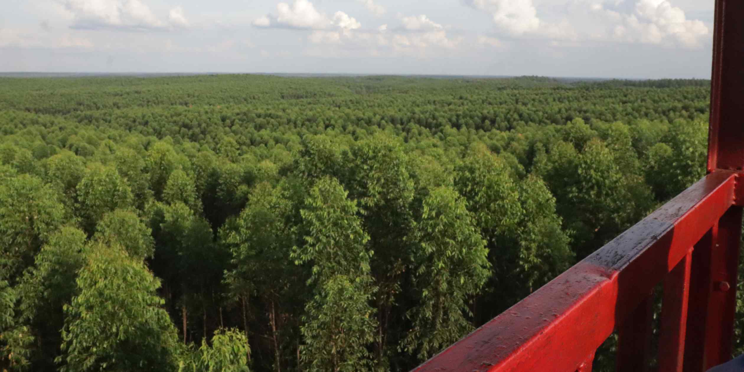 Japan's Marubeni, Sumitomo Forestry help combat Indonesian forest fires