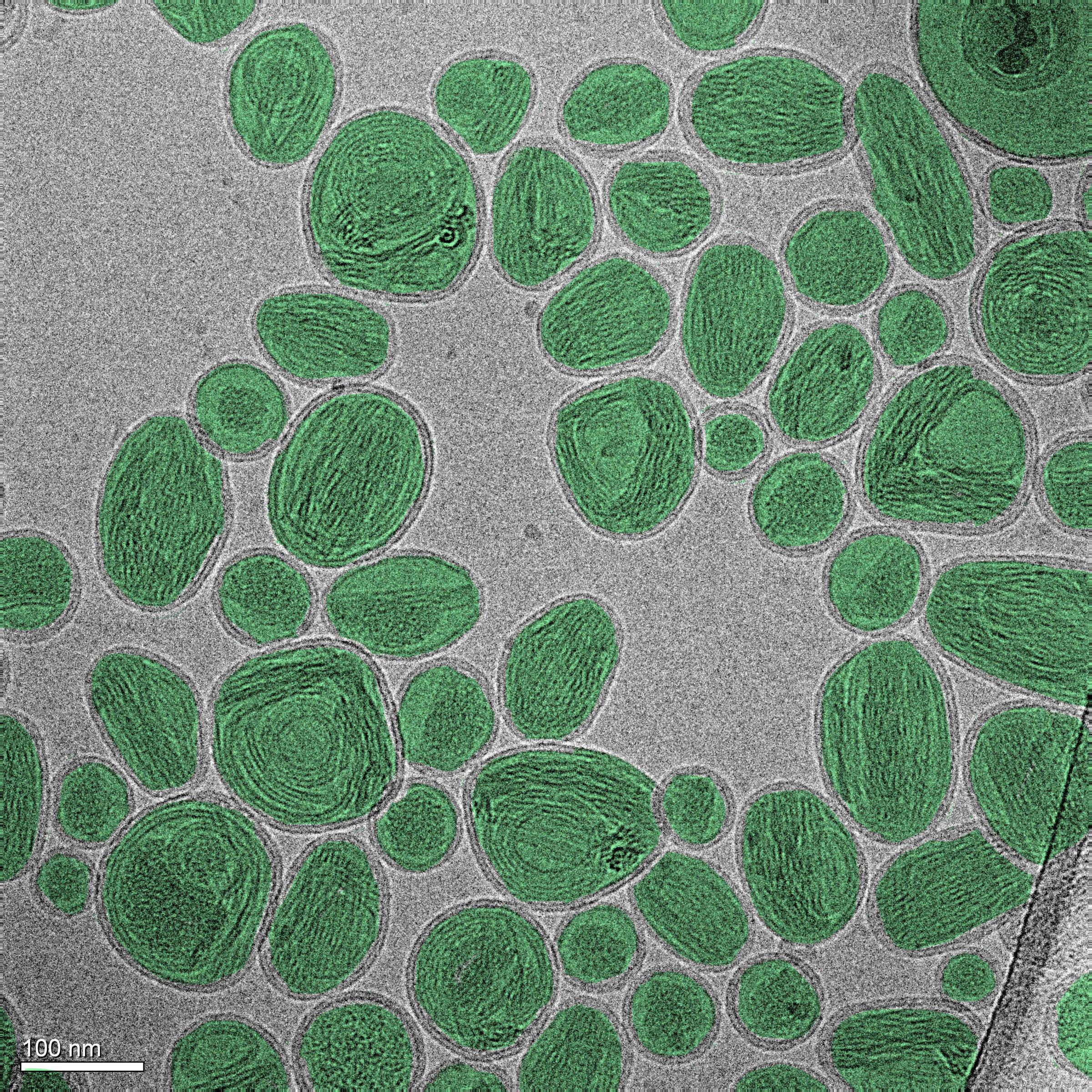NIST Researchers Correct Common Error Confounding Nanotech Measurements