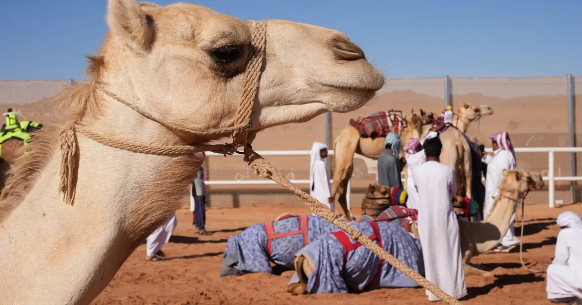 Saudi introduces regulations for camel renters