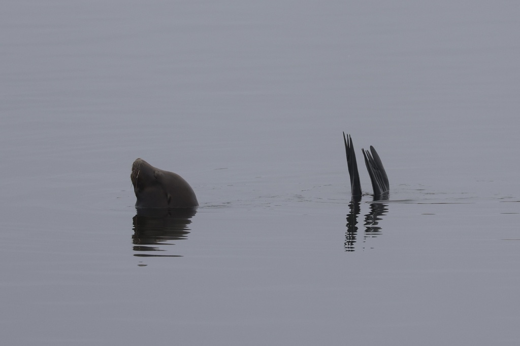 California Sea Lion, Brandt's Cormorant