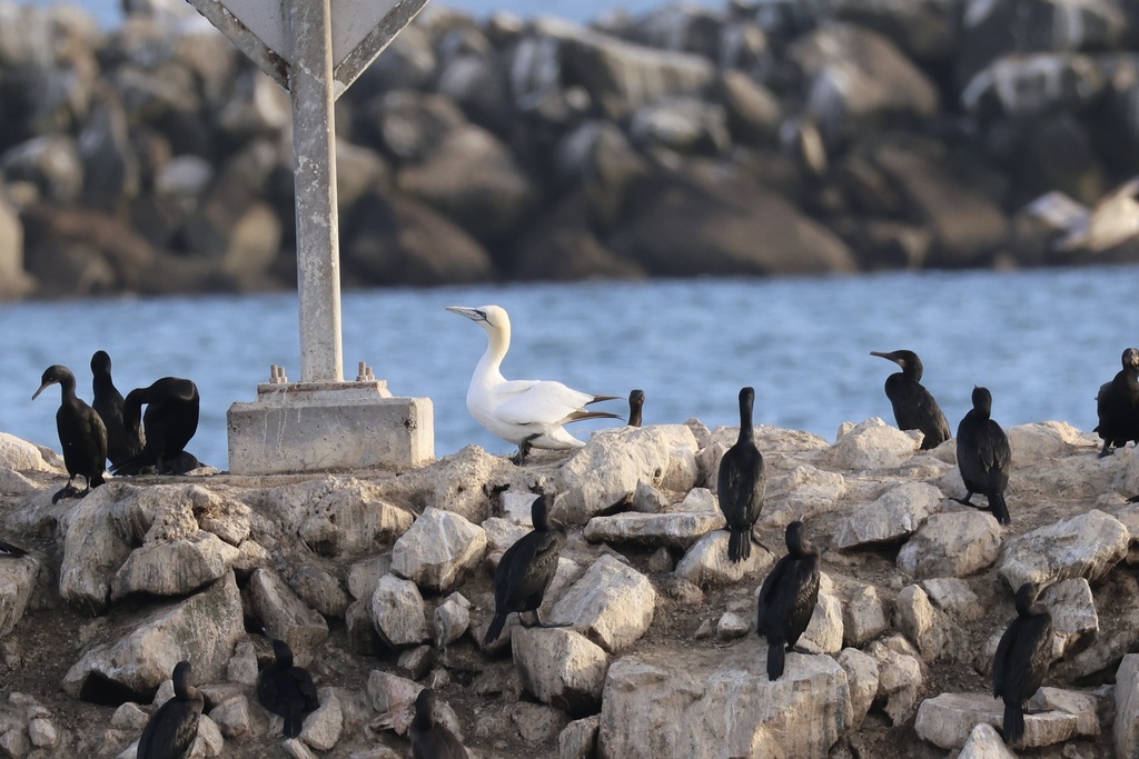 Northern Gannet, Great Blue Heron, California Brown Pelican