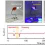 Venus flytrap-inspired 'robot hand' material senses objects and grasps them under light